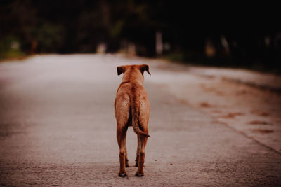 Rear view of dog standing on road