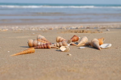 Close-up of seashell on beach