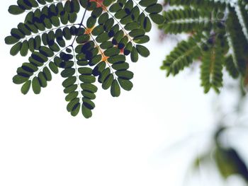 Low angle view of berries growing on tree against sky