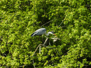 High angle view of gray heron perching on a tree