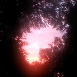 Low angle view of trees against sky