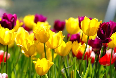 Close-up of yellow tulips in field