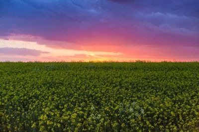 Scenic view of field against sky at sunset