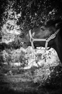 Horse eating leaves on field