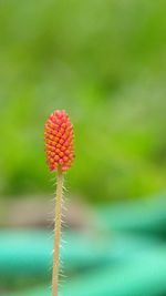 Close-up of flowering plant