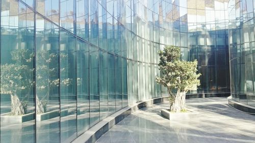 Reflection of trees on glass window