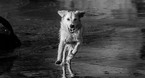 Dog running on wet shore