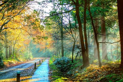 Footpath passing through forest