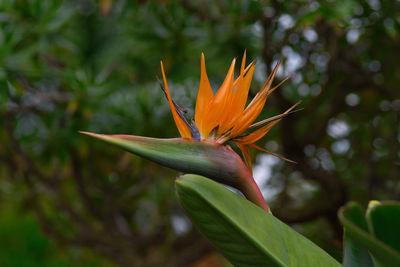 Close-up of orange flowering plant