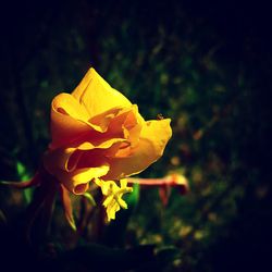 Close-up of yellow flowers