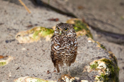 Close-up portrait of owl