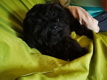 Close-up of black dog lying down on bed