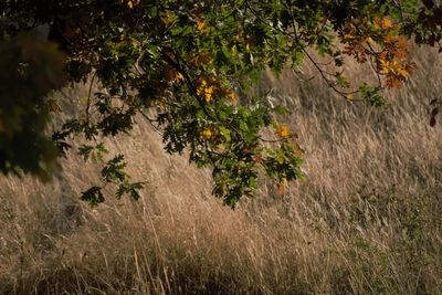 Plants growing on field