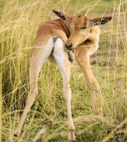 Close up of young gazelle turning round to lick tail, big ears forward facing