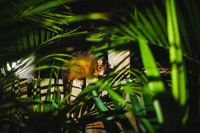 Close-up of squirrel on tree