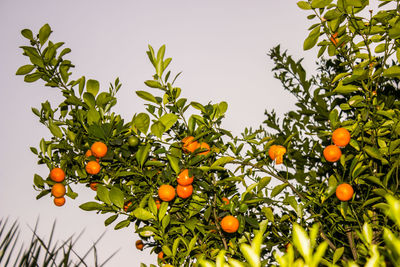 Low angle view of fruits growing on tree