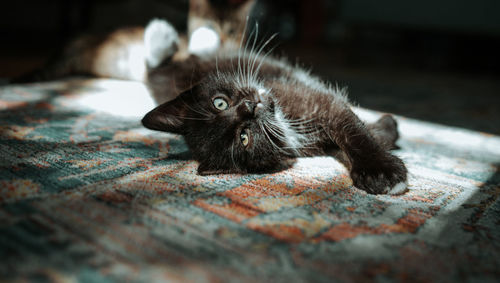 Close-up portrait of lying on carpet at home