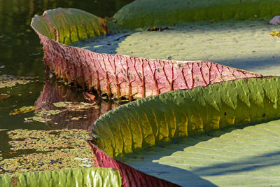 Close-up of prickly pear cactus