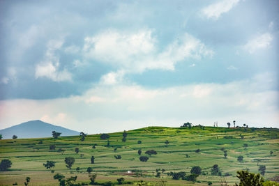 Scenic view of agricultural field against sky