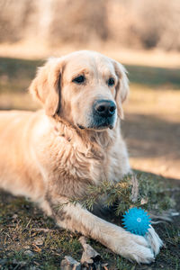 Dog looking away while sitting on land