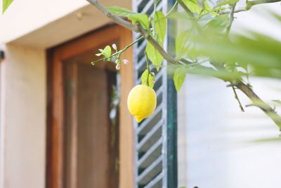 Close-up of fruits hanging on tree