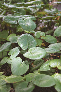High angle view of green leaves on plant