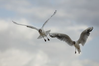 Low angle view of seagulls flying