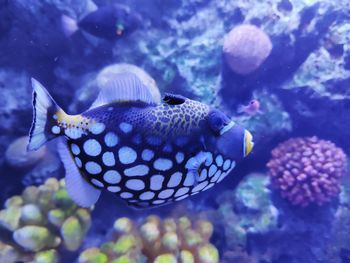 Close-up of fish swimming in sea