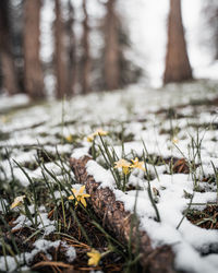 Close-up of frozen plant on snow covered field