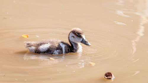 Close-up of duck swimming in lake