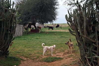 Horses grazing on field