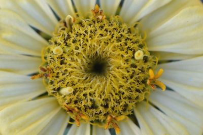 Full frame shot of zinnia