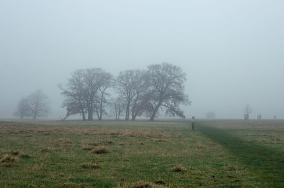 Trees on field against sky