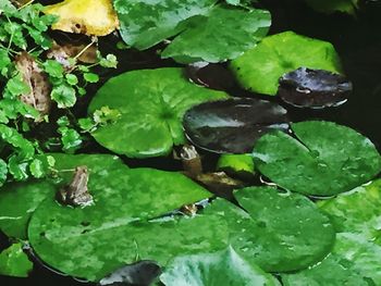 Close-up of green leaves floating on water