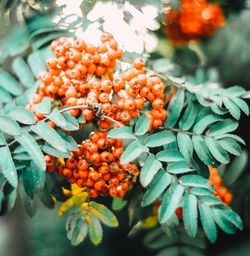 Close-up of orange fruits on plant