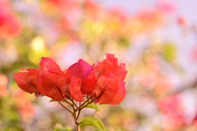 Close-up of rose against blurred background