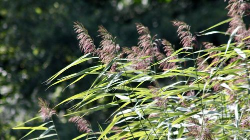 Close-up of fresh green plant