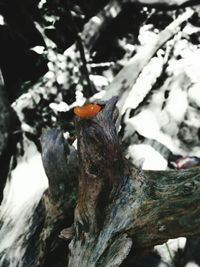 Lizard on tree trunk
