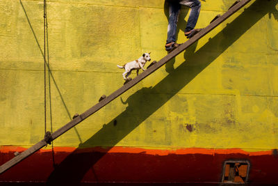 Low section of man with dog standing moving up on ladder against yellow wall