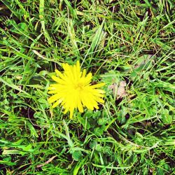 Close up of yellow flower blooming in field