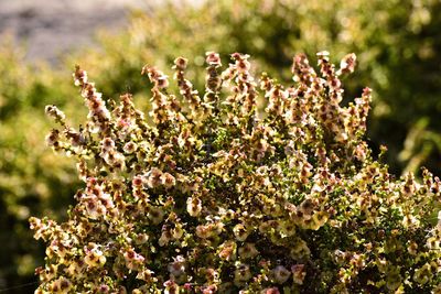 Close-up of flowering plants on field