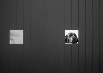 Portrait of a dog peeking through window