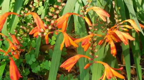 Close-up of orange flowering plants