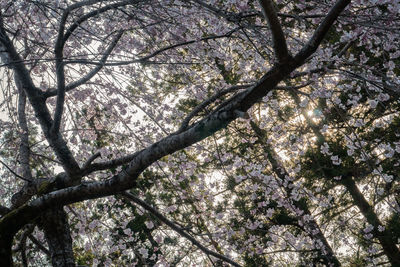 Low angle view of cherry blossom tree