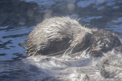 Close-up of otter swimming in lake