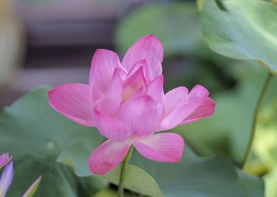Close-up of pink water lily