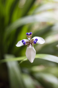 Close-up of purple flowering plant