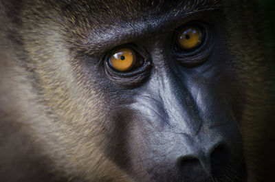 Close-up portrait of monkey