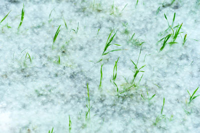 Full frame shot of frozen plants during winter