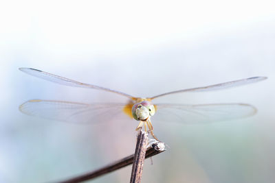 Close-up of dragonfly on flower